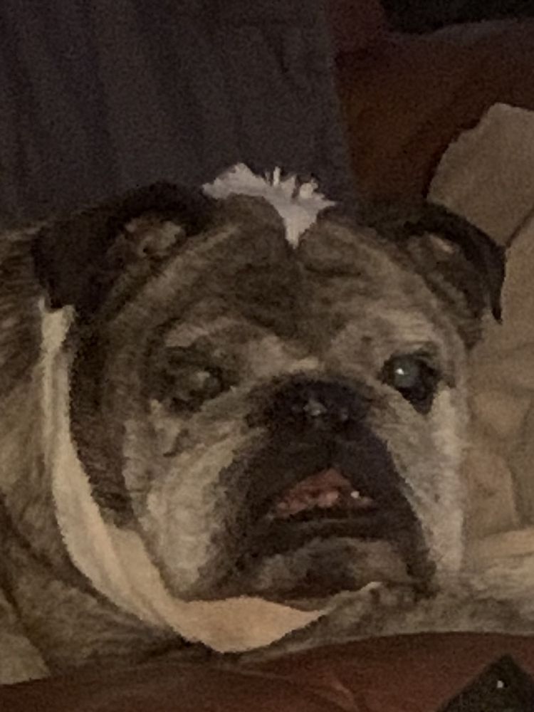 QUAIL ROOST ANIMAL HOSPITAL Updated September 2024 13 Reviews