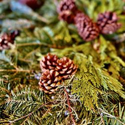 Whole Foods Market - Christmas branches