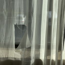Rip in the sheer curtain in my room