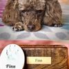 Wolf Run Veterinary Clinic gift card