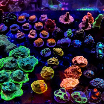Neptunes Aquarium Store - Coral Frags - Local Fish Stores Near Me - Hialeah, Florida Neptunes Aquarium Store - Coral Frags - Local Fish Stores Near Me - Hialeah, Florida