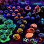 Photo of Neptunes Aquarium Store