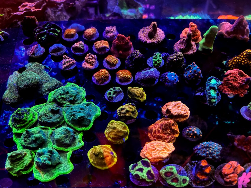 NEPTUNES AQUARIUM STORE Updated September 2024 520 Photos & 20