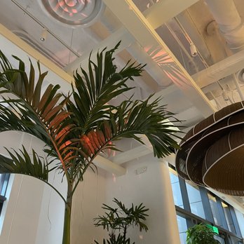Amal - Ceiling - Lebanese Near Me - Miami, Florida