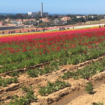 The Flower Fields - Have to walk half a mile to get to the other side - Venues & Event Spaces Near Me - Carlsbad, California