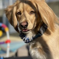 Crossroads Pet Resort - The puppy.