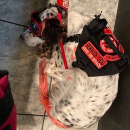 Photo of my service dog, and how he was every time we visited for our workout session. And we still got mean or nasty remarks Photo of my service dog, and how he was every time we visited for our workout session. And we still got mean or nasty remarks