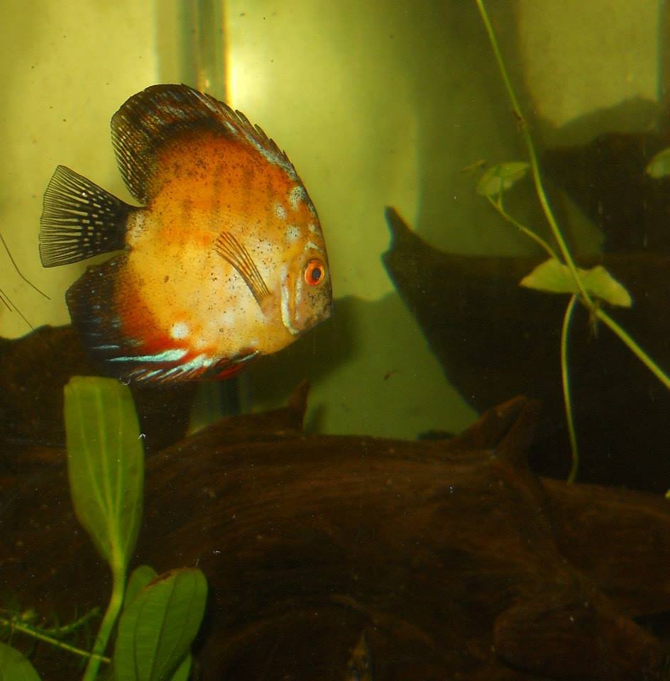 AGE OF AQUARIUM’S TROPICAL FISH Updated August 2024 215 South