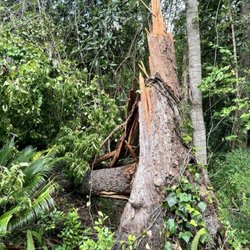Fielder Tree service
