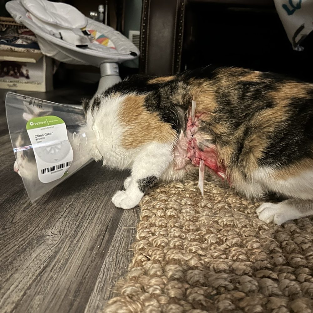 My "healthy" cat. My "healthy" cat.