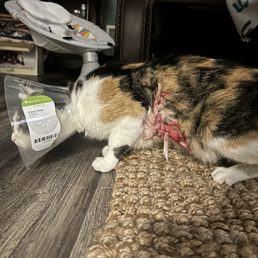 My "healthy" cat. My "healthy" cat.