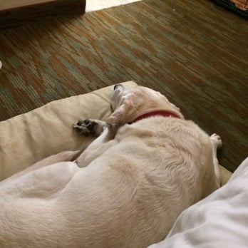 Surfer Beach Hotel - My dog, very content with our room. - San Diego, CA