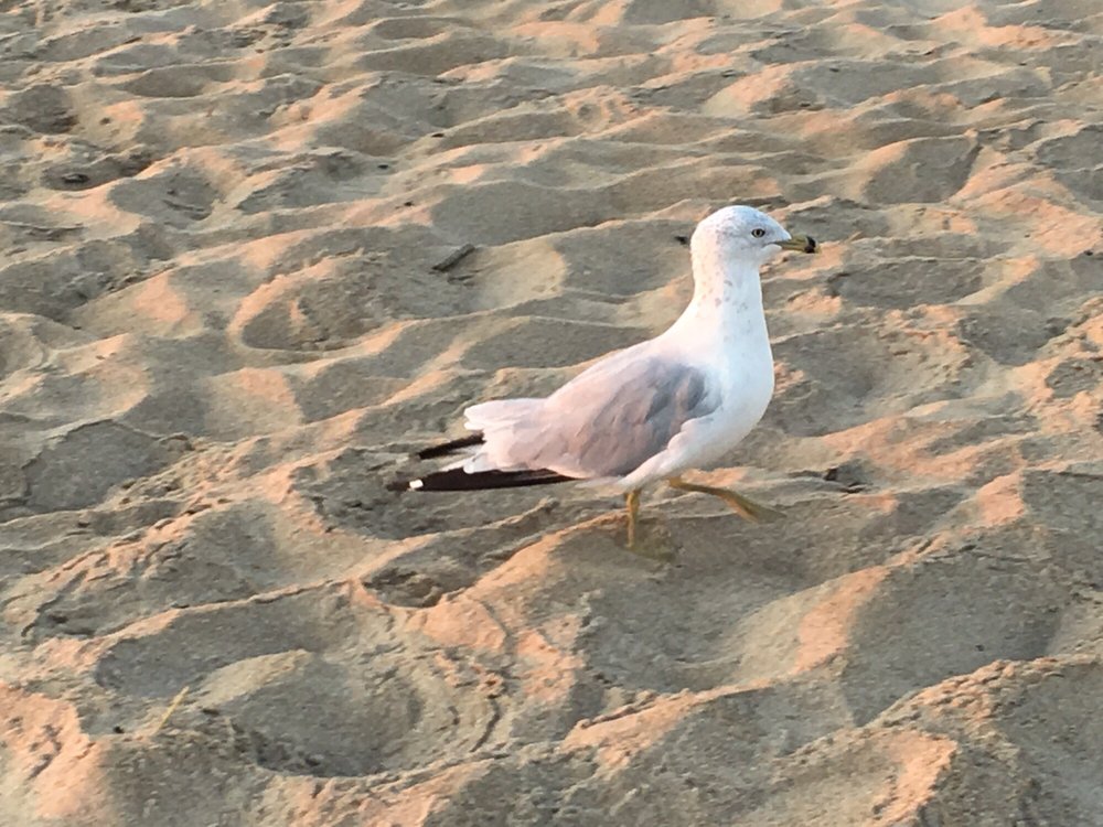 MOUNT DESERT ISLAND REGIONAL HIGH SCHOOL 15 Eagle Lake Rd, Bar Harbor, Maine Middle Schools