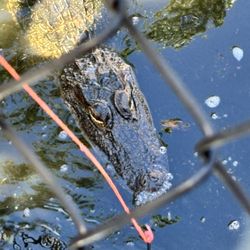 Smugglers Cove Adventure Golf - Feeding the alligators