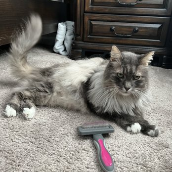 Pawsitively Purrfect Pet Sitting - Dog Walkers Near Me Pawsitively Purrfect Pet Sitting - Dog Walkers Near Me