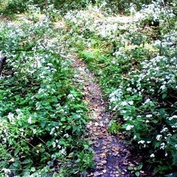 Neale Woods Nature Reserve - Another cute little trail