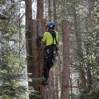 Lifted Roots Tree Service - Tree Services Near Me