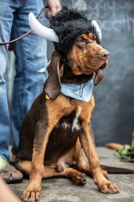 Mountain Canine College
