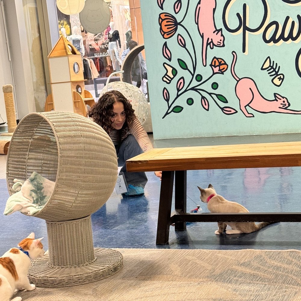 Mini Cat Town - Pet Adoption Near Me - San Jose, California Mini Cat Town - Pet Adoption Near Me - San Jose, California