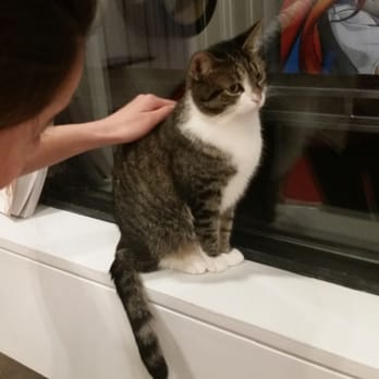 Koneko - Lauren is a snazzy cat - Breakfast & Brunch Near Me - New York, New York