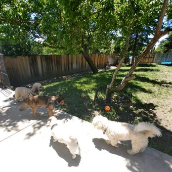 Pet Nanny Paso - Pet Sitting Near Me