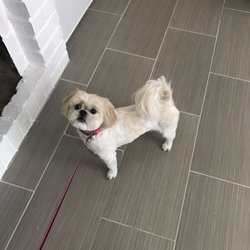 Canine Cottage Grooming Spa & Salon - So happy after her haircut!