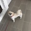 Canine Cottage Grooming Spa & Salon gift card