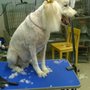 Photo of A Dog's Dream