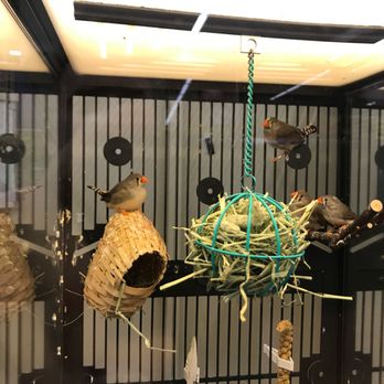 PetSmart - Ahh, the finch life. - Pet Training Near Me - Vancouver, Washington PetSmart - Ahh, the finch life. - Pet Training Near Me - Vancouver, Washington