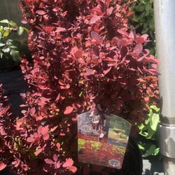 Cedar Swamp Farm & Greenhouses - Berberis
