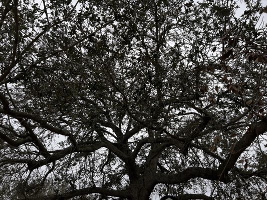 The Casements by null The Casements by null