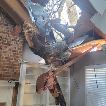 Long Horn Tree Solution - Tree Services Near Me Long Horn Tree Solution - Tree Services Near Me