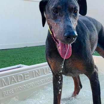 Canine Republic - Keeping cool and playing the water. - Pet Groomers Near Me - Plano, Texas