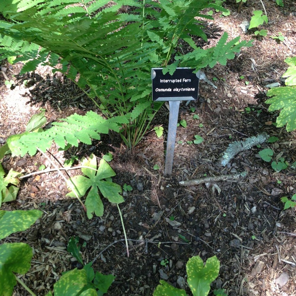 Daniel Boone Native Plant Garden - Native plants are labelled with their names. - Parks Near Me - Boone, North Carolina