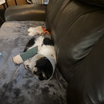 Metropolitan Veterinary Hospital Akron - Poor Zar with her broken leg - Veterinarians Near Me - Akron, Ohio Metropolitan Veterinary Hospital Akron - Poor Zar with her broken leg - Veterinarians Near Me - Akron, Ohio