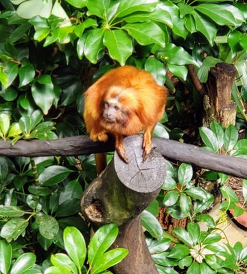 Auckland Zoo by null