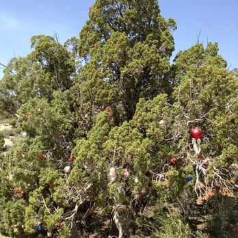 Christmas Tree Pass - @ Christmas Tree Pass - 4/1/15 - Hiking Near Me Christmas Tree Pass - @ Christmas Tree Pass - 4/1/15 - Hiking Near Me