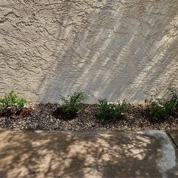 Moon Valley Nurseries - Star Jasmine shrub bookends, Iceberg roses in the middle - Nurseries & Gardening Near Me - Phoenix, Arizona