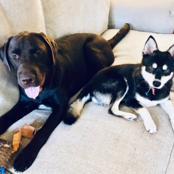 Karma Dog Training - Dog Walkers Near Me - Laguna Niguel, California Karma Dog Training - Dog Walkers Near Me - Laguna Niguel, California