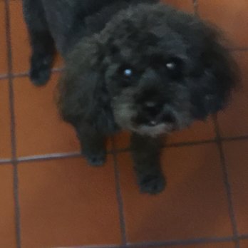 Furrtastic Paws Fancy Tails - This guy is 15 1/2 - Pet Groomers Near Me - Mahwah, New Jersey Furrtastic Paws Fancy Tails - This guy is 15 1/2 - Pet Groomers Near Me - Mahwah, New Jersey