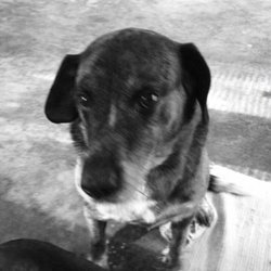 st mary's vca hospital