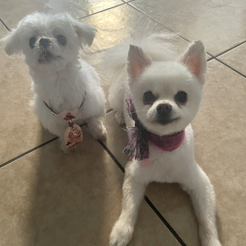 Boss on the left and Mischa my Pom on the right. She was matting a little and they got rid of it