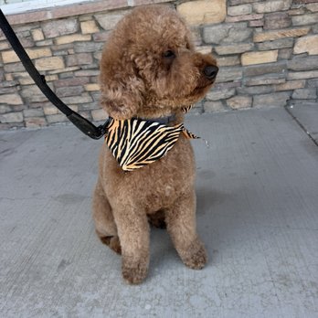 My Dog’s Spaw - Poodle grooming - Pet Groomers Near Me - Norco, California