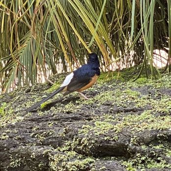 Foster Botanical Garden - Friendly bird ... white-rumped Shama or Shama thrush, native to India and SE Asia - Botanical Gardens Near Me - Honolulu, Hawaii Foster Botanical Garden - Friendly bird ... white-rumped Shama or Shama thrush, native to India and SE Asia - Botanical Gardens Near Me - Honolulu, Hawaii