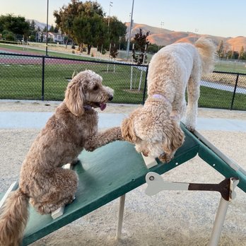 Central Park Dog Park - Dog Parks Near Me - Fremont, California Central Park Dog Park - Dog Parks Near Me - Fremont, California