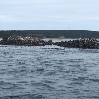 Outer Island Expeditions - Lots of wildlife - Fishing Near Me - Anacortes, Washington Outer Island Expeditions - Lots of wildlife - Fishing Near Me - Anacortes, Washington