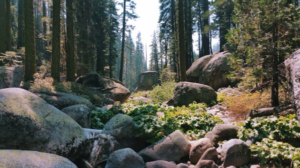 Tamarack Flat Campground by null
