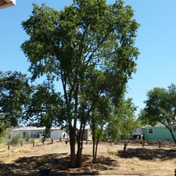 Green Tree Preservation - 80 year Elm tree