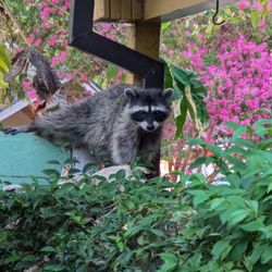 Big Time Pest Control - The raccoon in my back yard this morning!