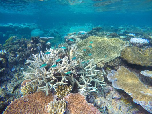 Coral Expeditions - Small Ship Cruising by null